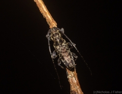 Stenellipsis pantherina