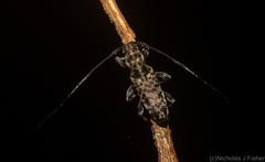 Stenellipsis pantherina