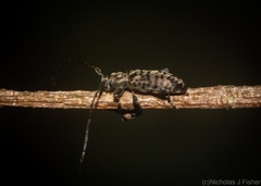 Stenellipsis pantherina