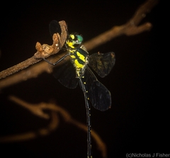 Eusynthemis nigra