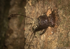 Brephilydia jejuna