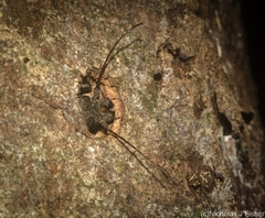 Brephilydia jejuna