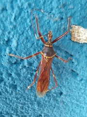 Isocondylus elongatus