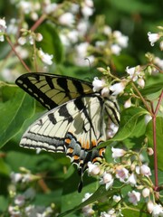 Papilio appalachiensis