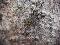 Caloplaca cerina