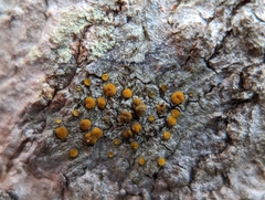 Caloplaca cerina