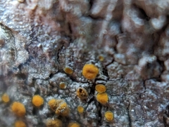 Caloplaca cerina