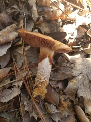 Cortinarius trivialis
