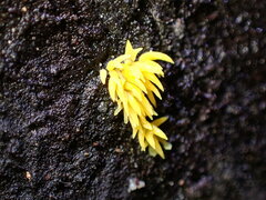 Mucronella flava