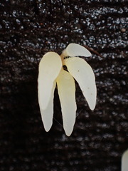 Mucronella fusiformis