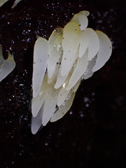 Mucronella fusiformis