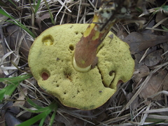 Aureoboletus flaviporus
