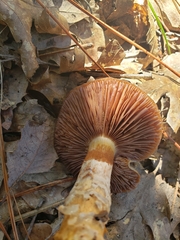 Cortinarius trivialis