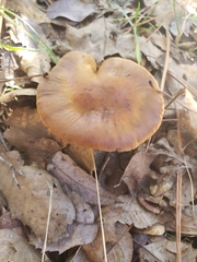 Cortinarius trivialis