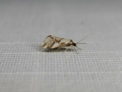 Philenora chionastis