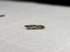 Holocola thalassinana