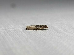 Spilonota constrictana