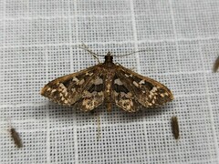 Ischnurges illustralis