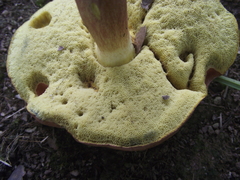 Aureoboletus flaviporus