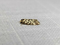 Goniosema anguliscripta