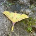 Actias sinensis subaurea - Photo (c) 曾粲然, some rights reserved (CC BY-NC), uploaded by 曾粲然