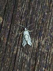 Philenora chionastis