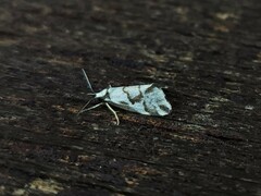 Philenora chionastis