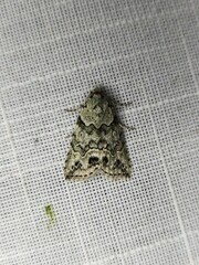 Calathusa basicunea