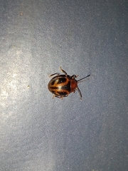 Acinaces laceratus