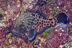 Epinephelus howlandi