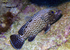 Epinephelus howlandi