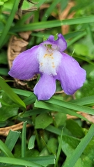 Mazus pumilio