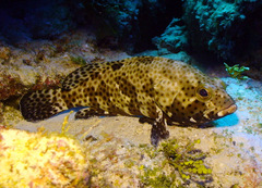 Epinephelus howlandi