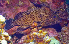Epinephelus howlandi