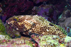 Epinephelus howlandi