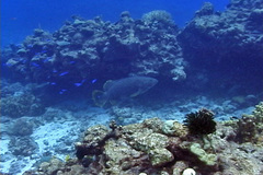Epinephelus lanceolatus