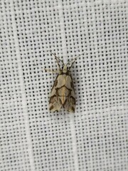 Philenora chionastis