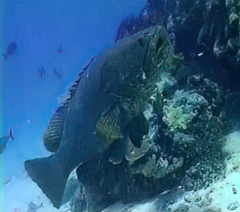 Epinephelus lanceolatus