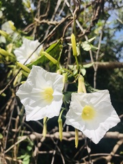 Distimake macrocalyx