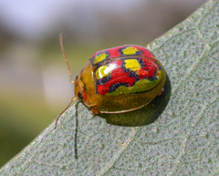 Paropsisterna gloriosa