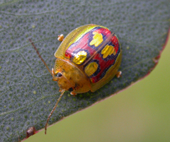 Paropsisterna gloriosa