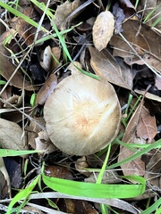 Agaricus californicus