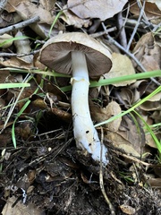 Agaricus californicus