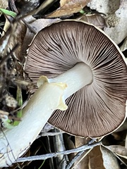 Agaricus californicus