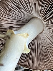 Agaricus californicus