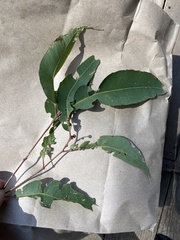 Eucalyptus saligna