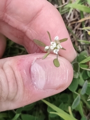 Tomostima platycarpa