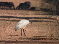 Threskiornis melanocephalus