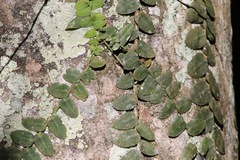 Marcgravia rectiflora