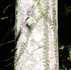 Marcgravia rectiflora